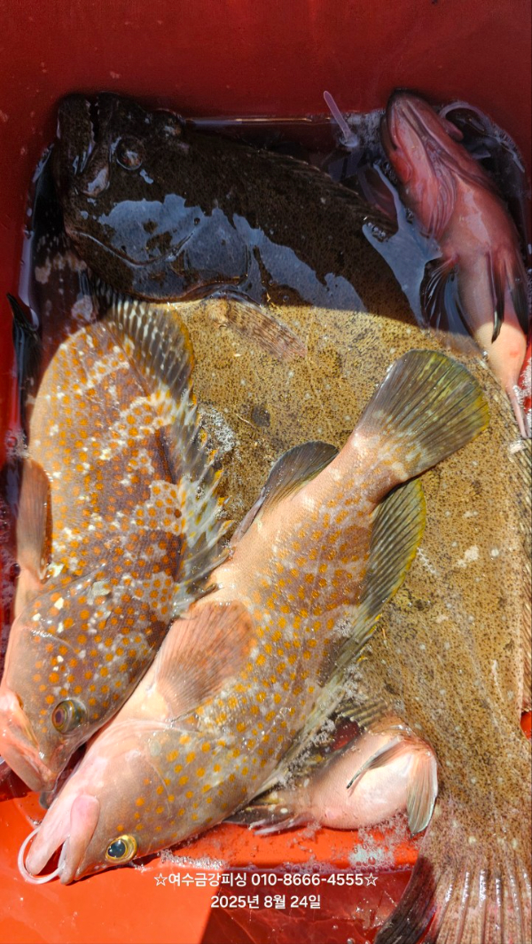 여수금강피싱_사진_20250824_5.jpg