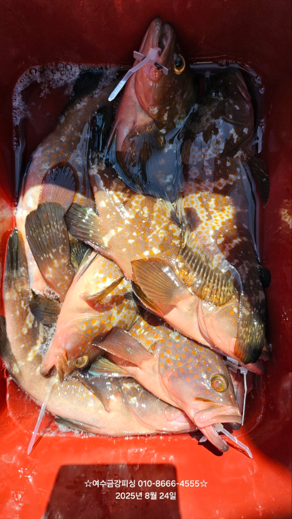 여수금강피싱_사진_20250824_7.jpg