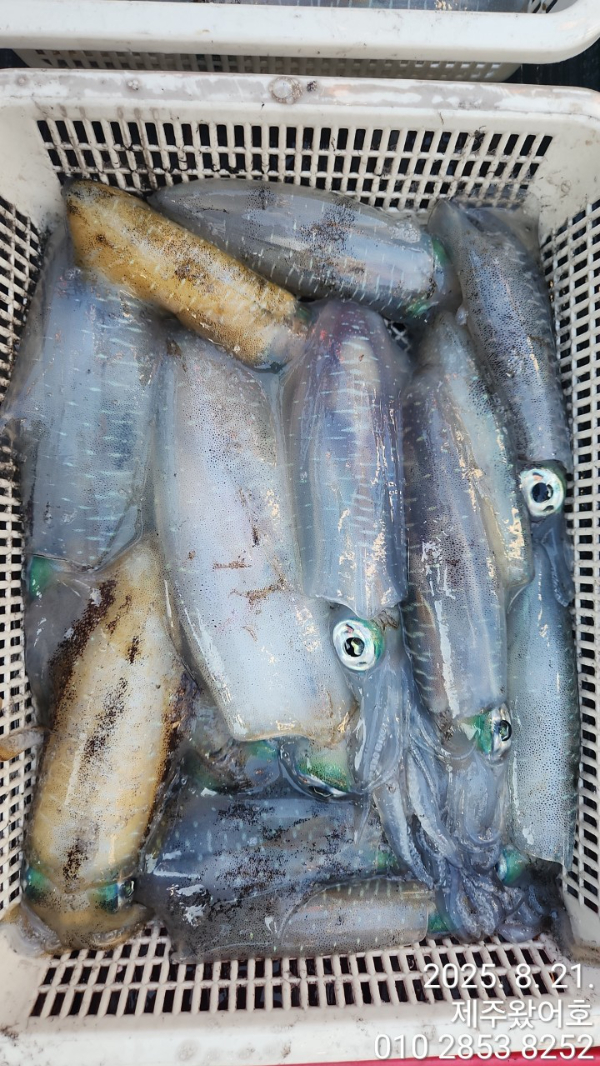 제주왔어호_사진_20250821_3.jpg