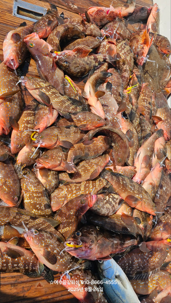 여수금강피싱_사진_20250824_1.jpg