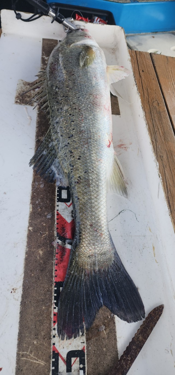 예지퀸호 농어외수질&어초낚시 경기인천권_사진_20250808_10.jpg