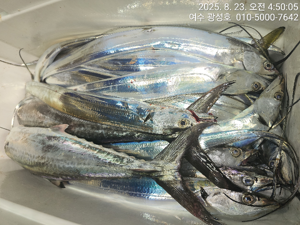 KakaoTalk_20250823_172651676_02.jpg