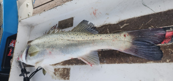 예지퀸호 농어외수질&어초낚시 경기인천권_사진_20250808_12.jpg