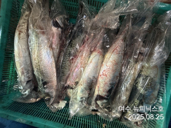 8월25일갈치 (10).jpg