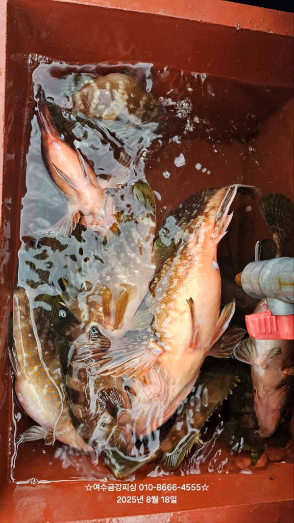 여수금강피싱_사진_20250818_23.jpg