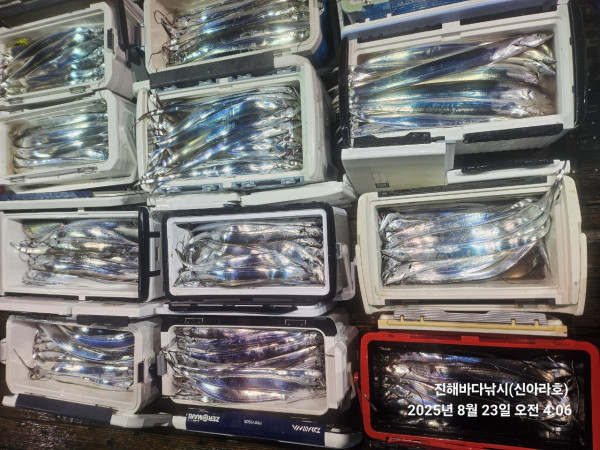 바다꾼낚시(신아라호)_사진_20250823_5.jpg