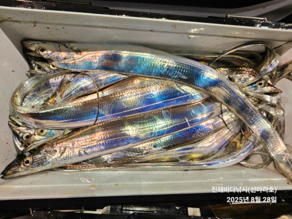 바다꾼낚시(신아라호)_사진_20250828_17.jpg