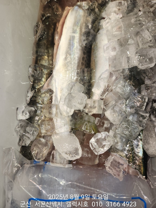 군산 선상낚시, 바다낚시 출조 전문 ☆서군산낚시☆_사진_20250809_11.jpg