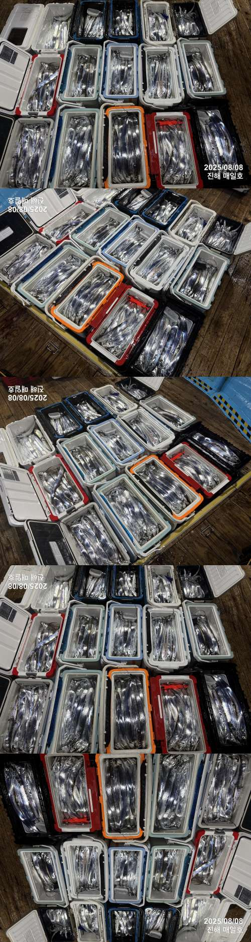 갈치4.jpg
