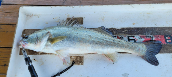 예지퀸호 농어외수질&어초낚시 경기인천권_사진_20250811_17.jpg
