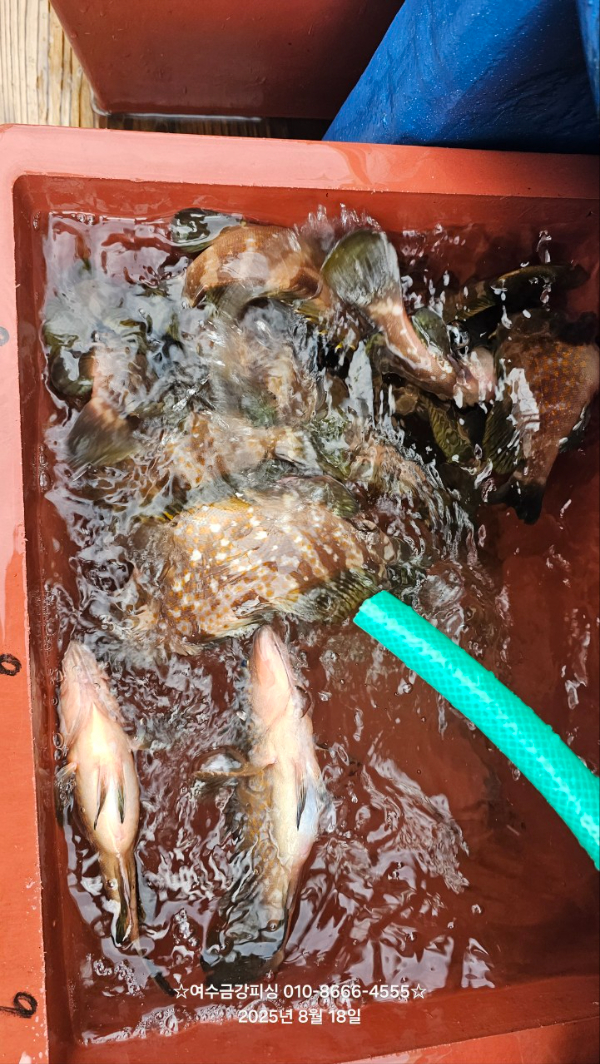 여수금강피싱_사진_20250818_19.jpg