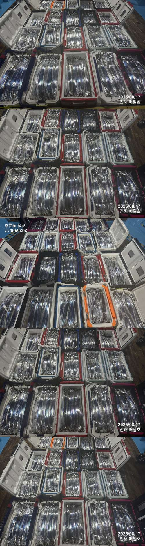 갈치5.jpg