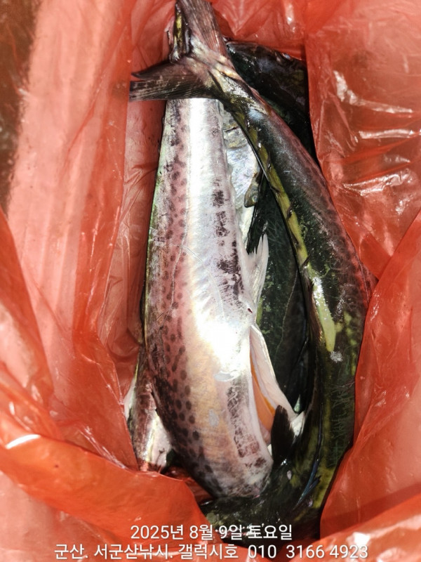 군산 선상낚시, 바다낚시 출조 전문 ☆서군산낚시☆_사진_20250809_6.jpg