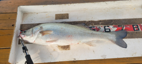 예지퀸호 농어외수질&어초낚시 경기인천권_사진_20250730_12.jpg