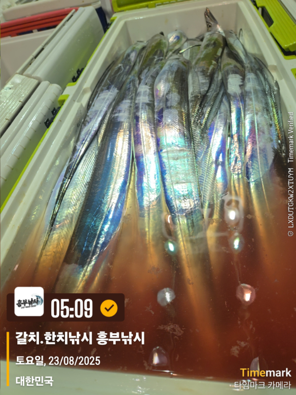 2025-08-23 05.09.43_대한민국_(제목-갈치.한치낚시 흥부낚시).jpg