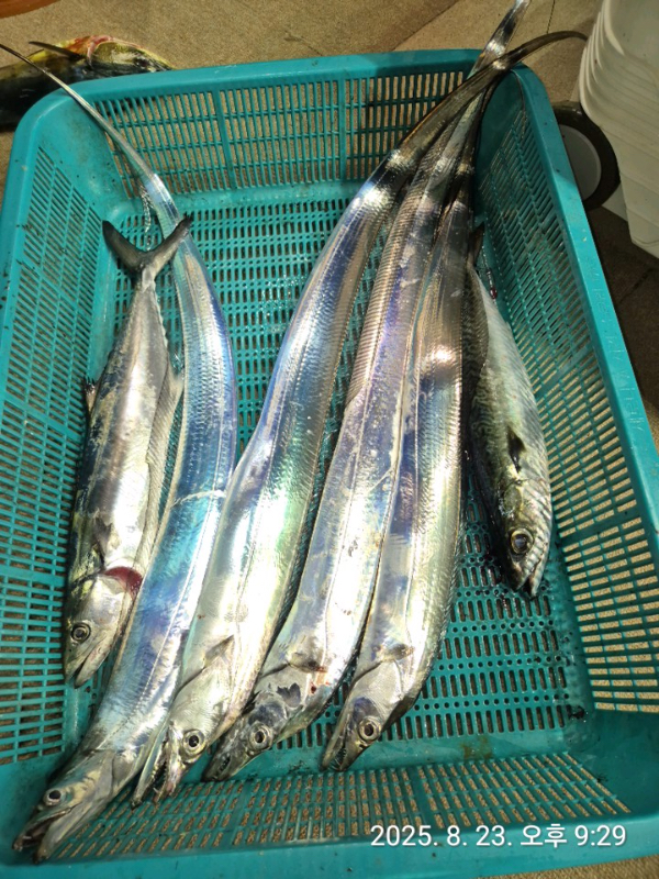 KakaoTalk_Photo_2025-08-24-08-13-15 002.jpeg