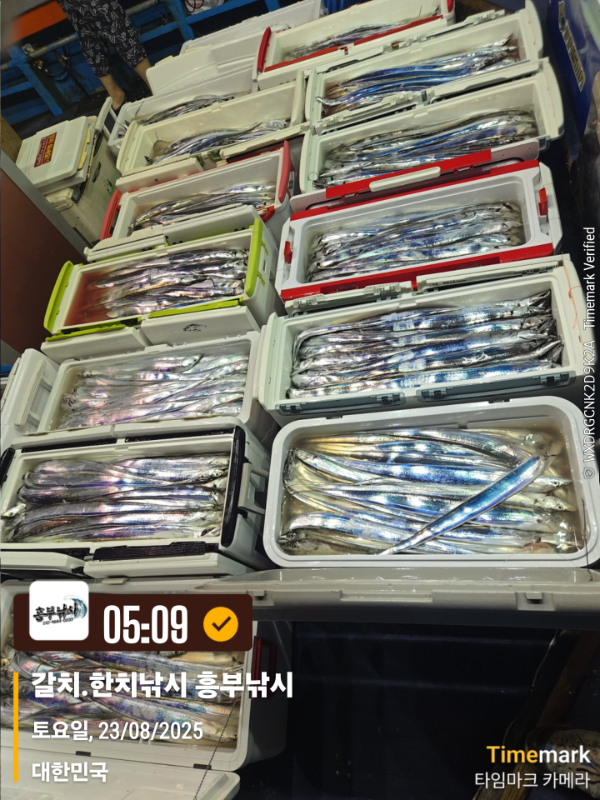 2025-08-23 05.09.17_대한민국_(제목-갈치.한치낚시 흥부낚시).jpg