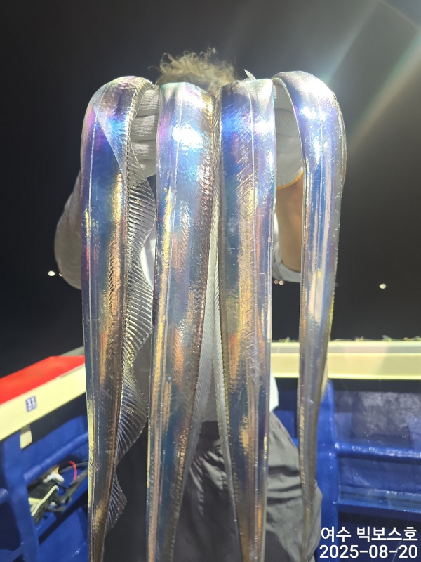 ♡ 여수 빅보스 ♡문어,갑오징어,쭈꾸미,타이라바(참돔)_사진_20250821_5.jpg