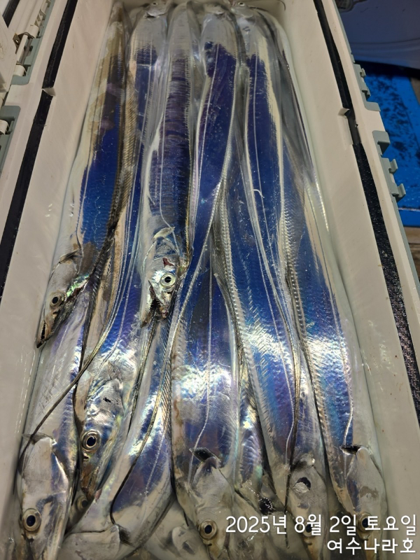 ♠여수나라호♠ 갈치 문어 참돔(타이라바), 쭈꾸미 갑오징어 선상낚시 생활낚시_사진_20250804_6.jpg