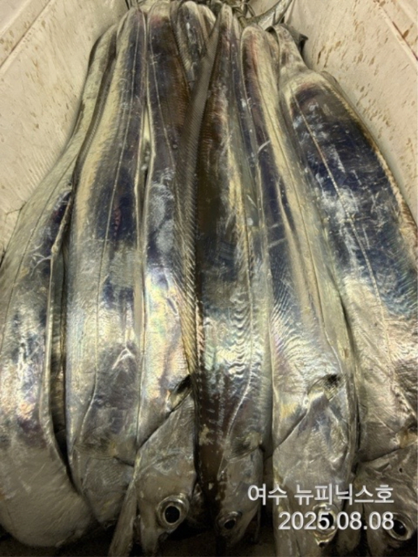 큰8월8일갈치 (9).jpg