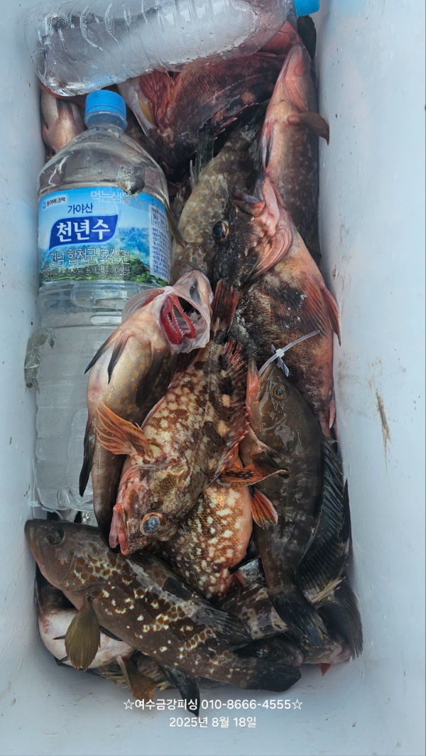 여수금강피싱_사진_20250818_25.jpg