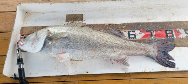 예지퀸호 농어외수질&어초낚시 경기인천권_사진_20250730_2.jpg