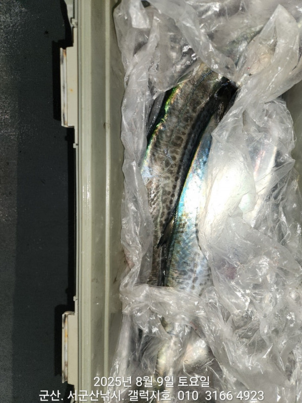 군산 선상낚시, 바다낚시 출조 전문 ☆서군산낚시☆_사진_20250809_7.jpg