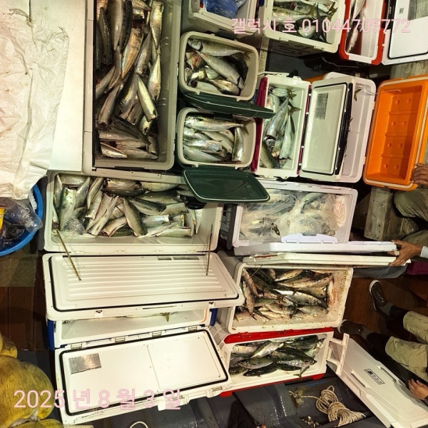 군산 선상낚시, 바다낚시 출조 전문 ☆서군산낚시☆_사진_20250803_10.jpg