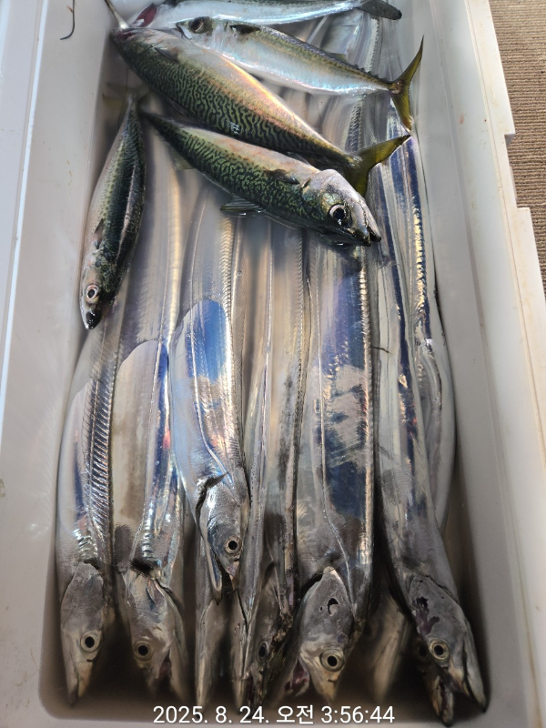 제주선상낚시피닉스호_사진_20250824_10.jpg