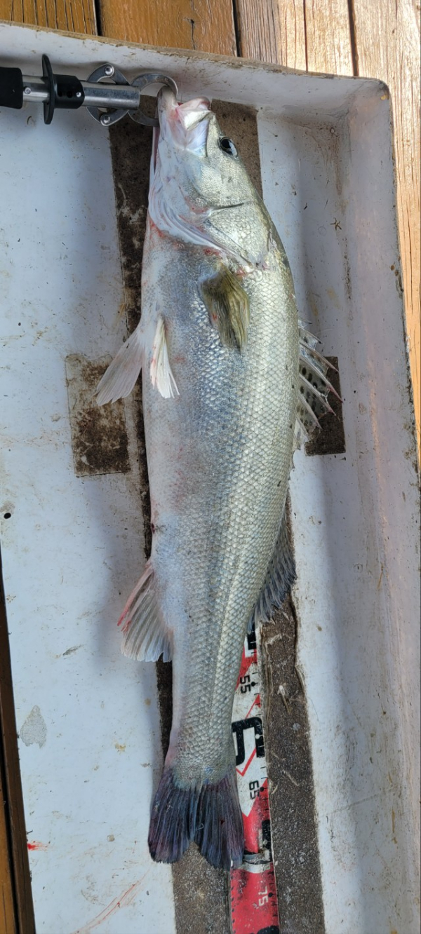 예지퀸호 농어외수질&어초낚시 경기인천권_사진_20250730_8.jpg