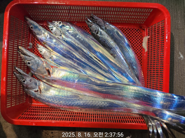 제주선상낚시피닉스호_사진_20250816_8.jpg
