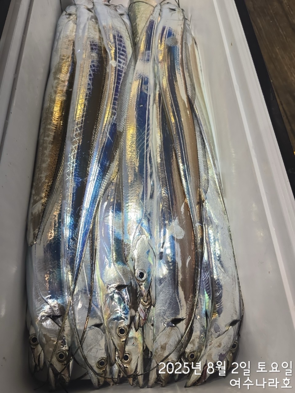 ♠여수나라호♠ 갈치 문어 참돔(타이라바), 쭈꾸미 갑오징어 선상낚시 생활낚시_사진_20250804_10.jpg