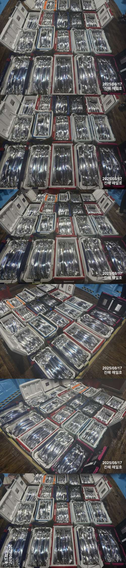 갈치4.jpg