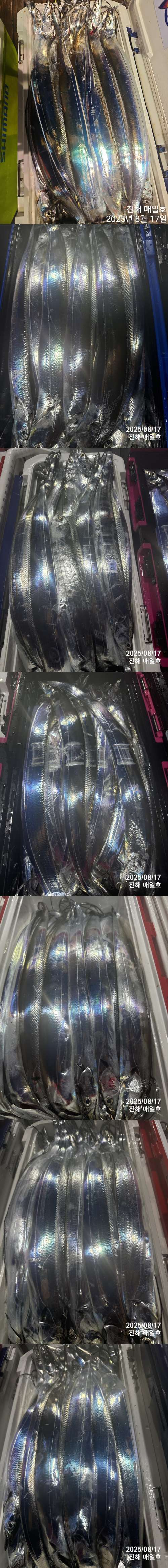 갈치2.jpg