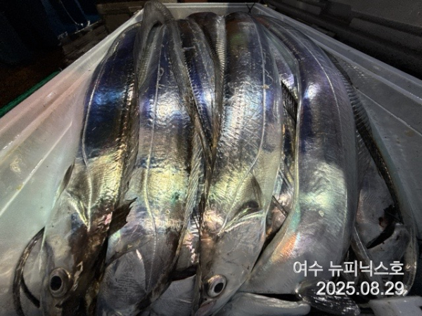 KakaoTalk_20250829_054543481_14.jpg