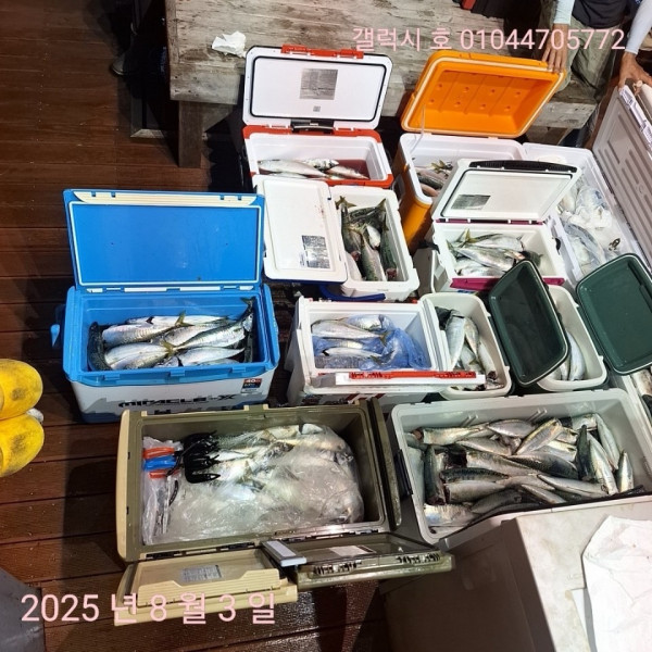 군산 선상낚시, 바다낚시 출조 전문 ☆서군산낚시☆_사진_20250803_4.jpg