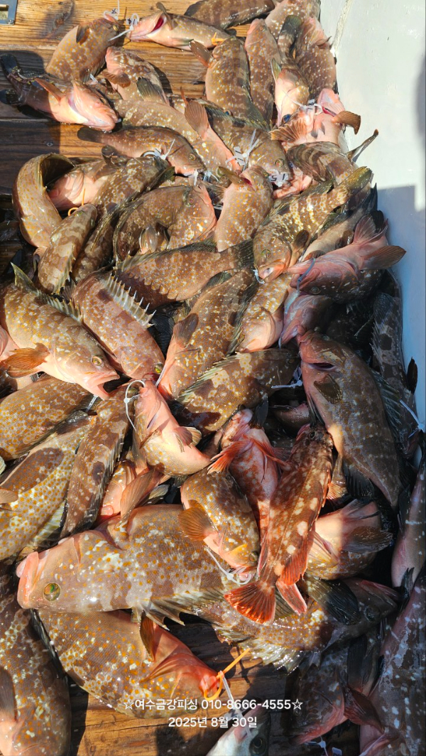 여수금강피싱_사진_20250830_2.jpg