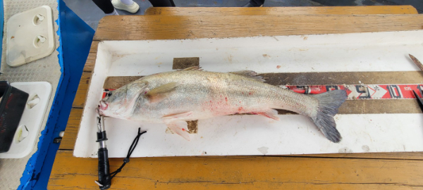 예지퀸호 농어외수질&어초낚시 경기인천권_사진_20250811_6.jpg