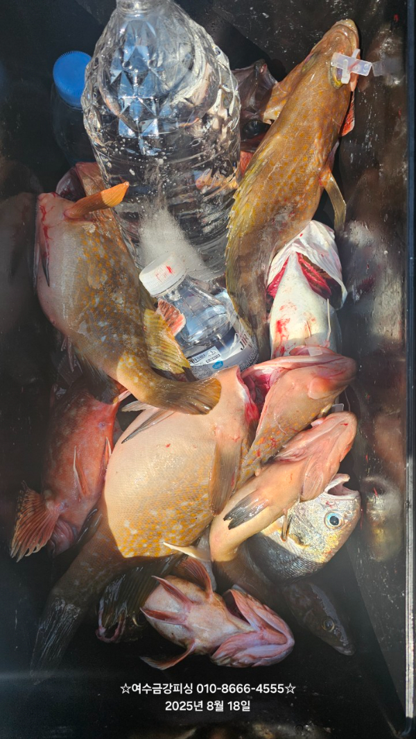 여수금강피싱_사진_20250818_24.jpg