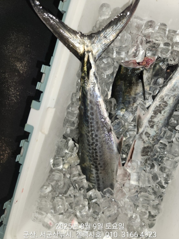 군산 선상낚시, 바다낚시 출조 전문 ☆서군산낚시☆_사진_20250809_8.jpg