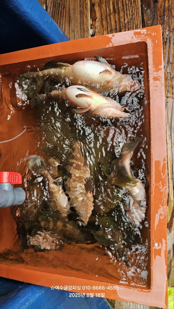 여수금강피싱_사진_20250818_22.jpg