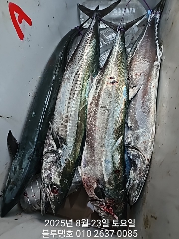20250823_185518.jpg