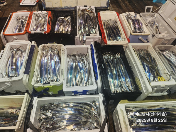 바다꾼낚시(신아라호)_사진_20250825_5.jpg