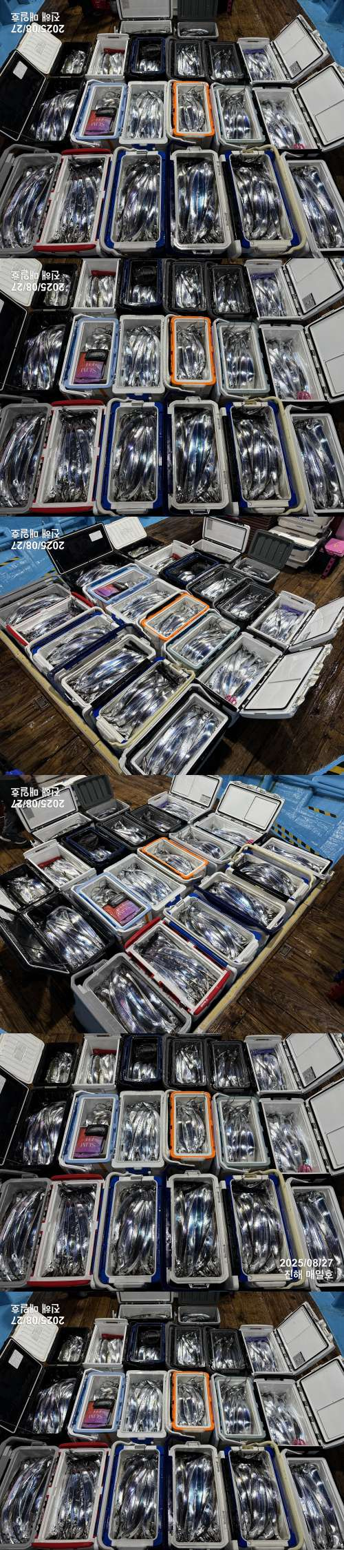 갈치3.jpg