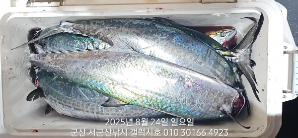 KakaoTalk_20250824_085534093.jpg