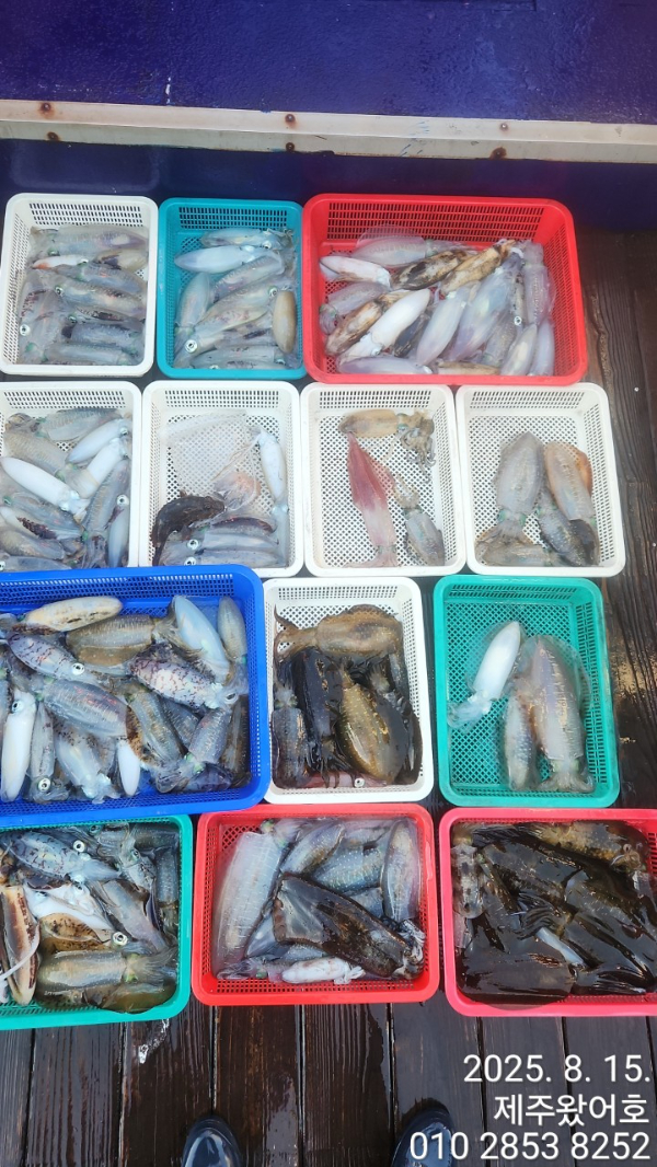 제주왔어호_사진_20250815_7.jpg