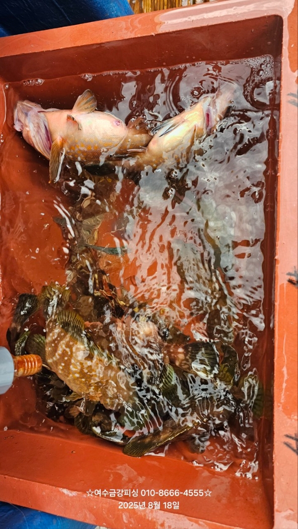 여수금강피싱_사진_20250818_18.jpg