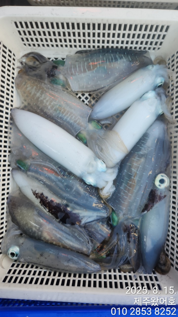 제주왔어호_사진_20250815_14.jpg