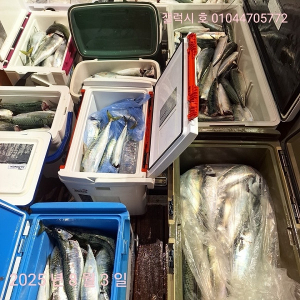 군산 선상낚시, 바다낚시 출조 전문 ☆서군산낚시☆_사진_20250803_1.jpg