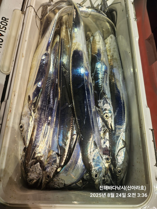 바다꾼낚시(신아라호)_사진_20250824_18.jpg
